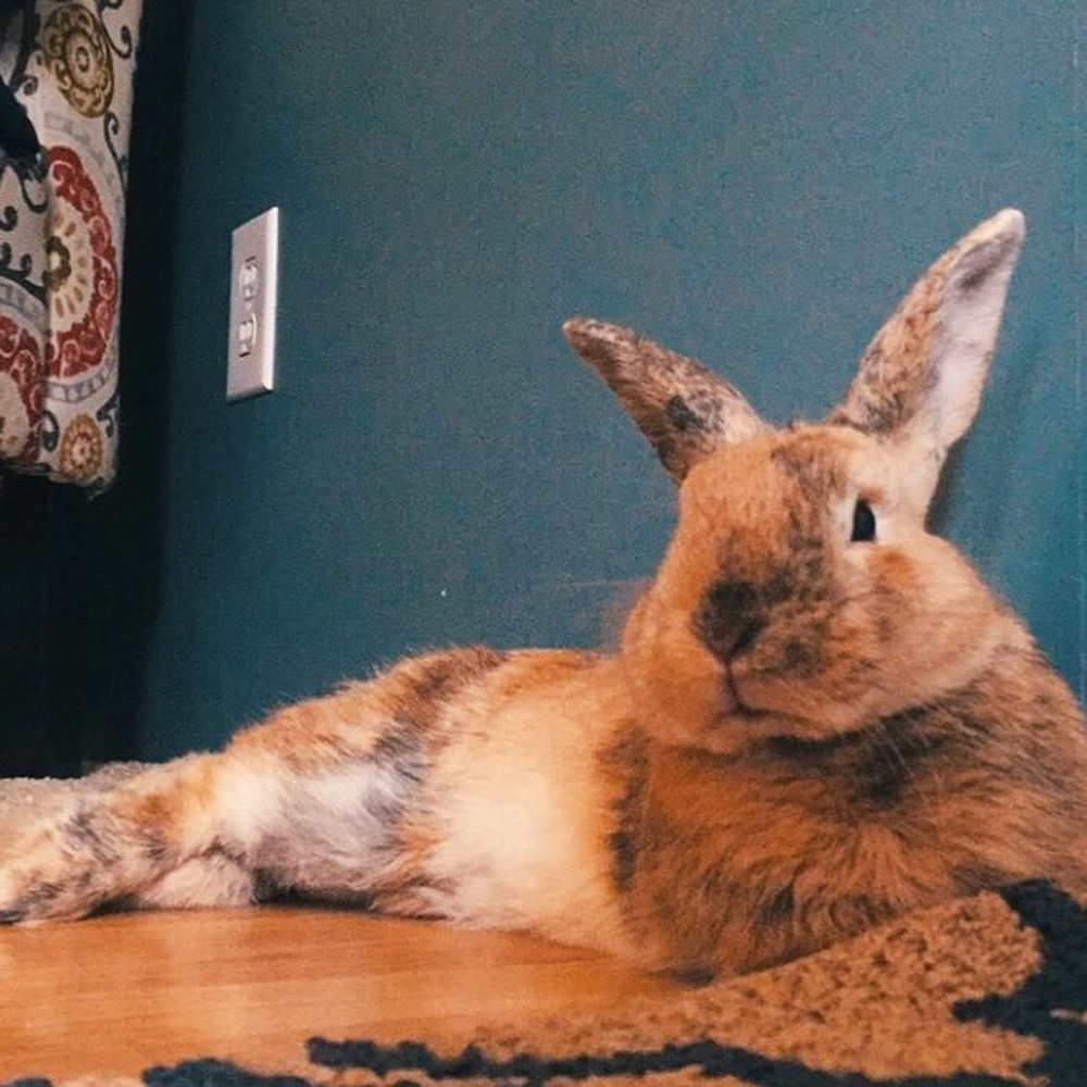 MAKE ME AN OFFER🥰🐰